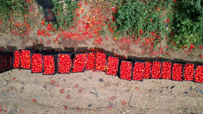 Domateste 100 bin ton rekolte bekleniyor Domateste 100 bin ton rekolte bekleniyor