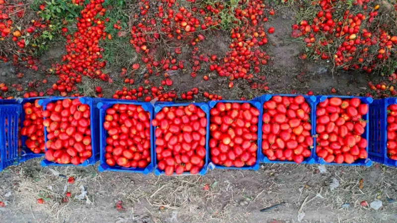 Domateste 100 bin ton rekolte bekleniyor Domateste 100 bin ton rekolte bekleniyor