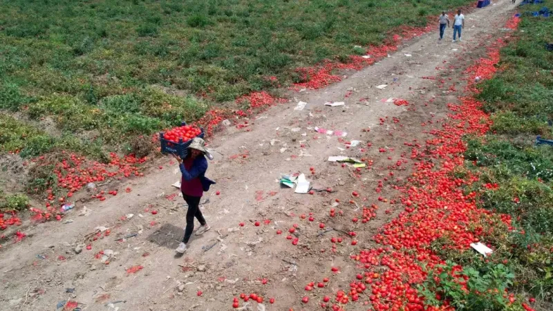 Domateste 100 bin ton rekolte bekleniyor