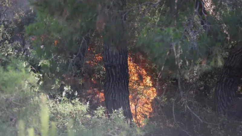 Ekoloji Uzmanı Prof. Dr. Neyişçi’den yangına karşı rüzgar perdesi önerisi