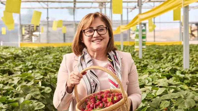Çöplerden elde edilen ısıdan yararlanılan çilek serası ilk hasadını verdi