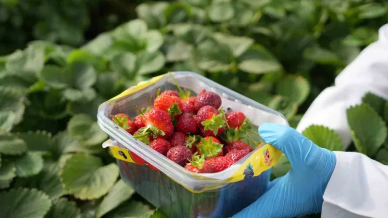 Çöplerden elde edilen ısıdan yararlanılan çilek serası ilk hasadını verdi