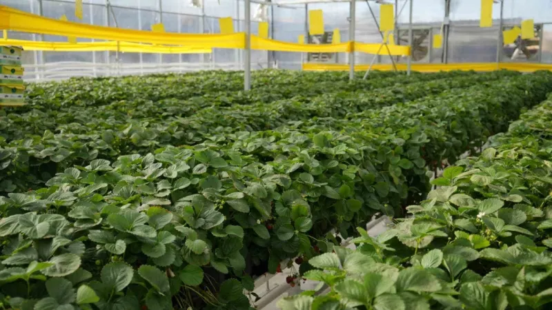 Çöplerden elde edilen ısıdan yararlanılan çilek serası ilk hasadını verdi