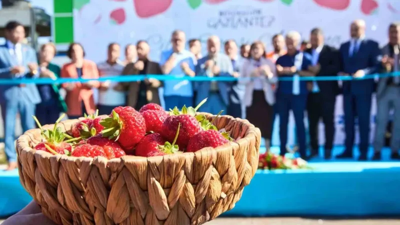 Çöplerden elde edilen ısıdan yararlanılan çilek serası ilk hasadını verdi