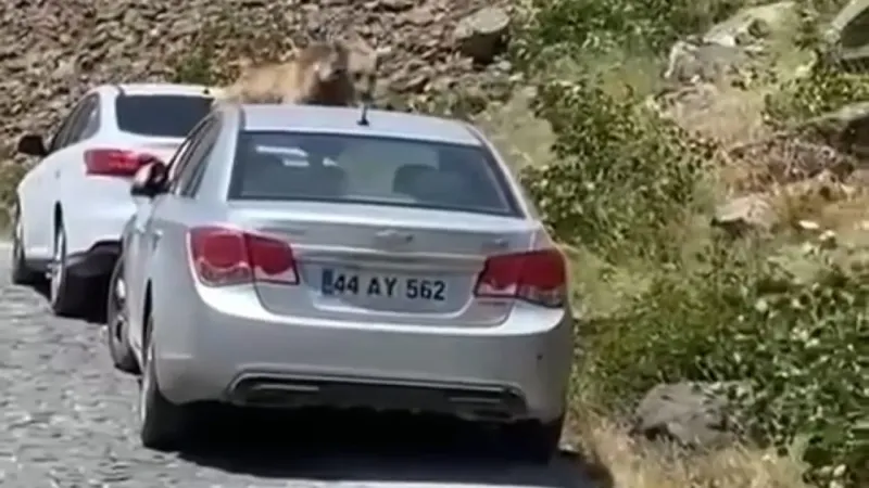 Nemrut’ta ayılar bu kez yol kesip arabaların üstüne çıktı