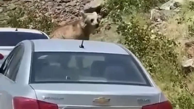 Nemrut’ta ayılar bu kez yol kesip arabaların üstüne çıktı