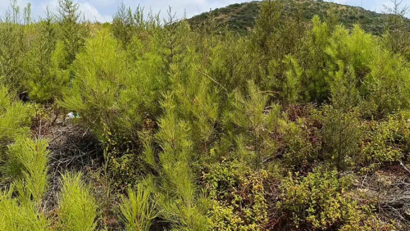 Cumhuriyet tarihinin en büyük yangınının yaşandığı bölgede yeşile dönüş tamamlandı