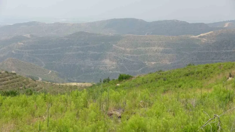 Cumhuriyet tarihinin en büyük yangınının yaşandığı bölgede yeşile dönüş tamamlandı