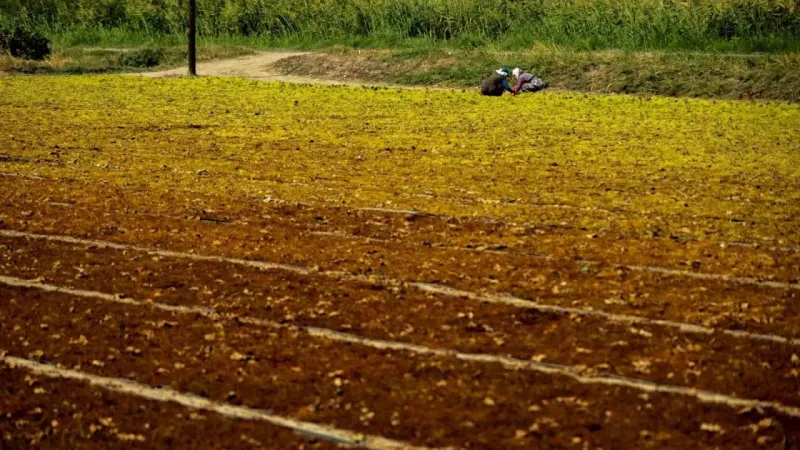 TARİŞ üzüm fiyatlarını açıkladı