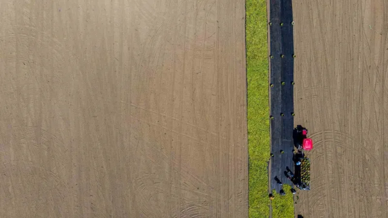 TARİŞ üzüm fiyatlarını açıkladı