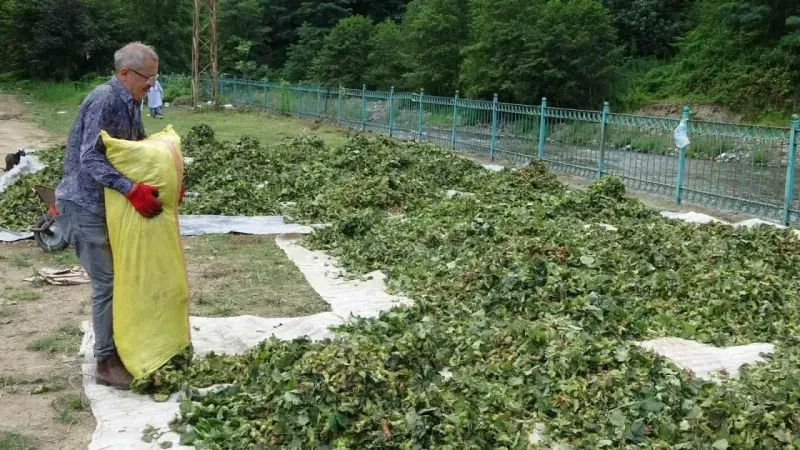 Ordu’da fındık hasadı başladı