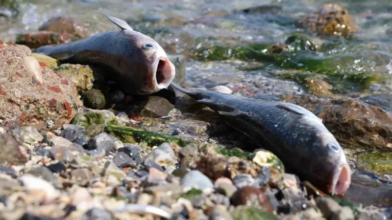 İzmir Körfezi’nde korkutan görüntü: Binlerce balık kıyıya vurdu