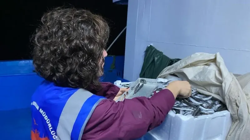 Hamsi avcılığına kota getirildi, gemi sahipleri için son başvuru tarihi 6 Eylül