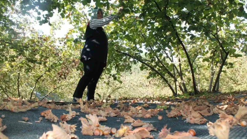 Fındıkta fileyle hasat maliyetleri düşürüyor
