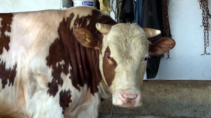 Şap Hastalığı Çok Hızlı Bulaşıyor!