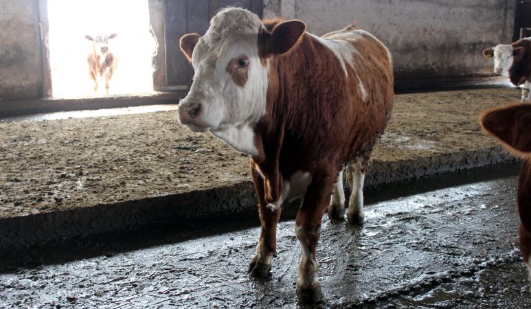 Iğdır’da Şap Hastalığı Alarmı!