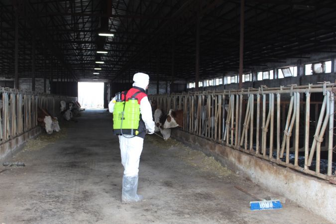 Iğdır’da Şap Hastalığı Alarmı!