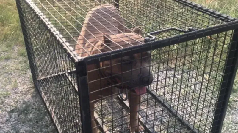 Pitbull cinsi köpek bulunduran şahsa 52 bin 924 TL ceza