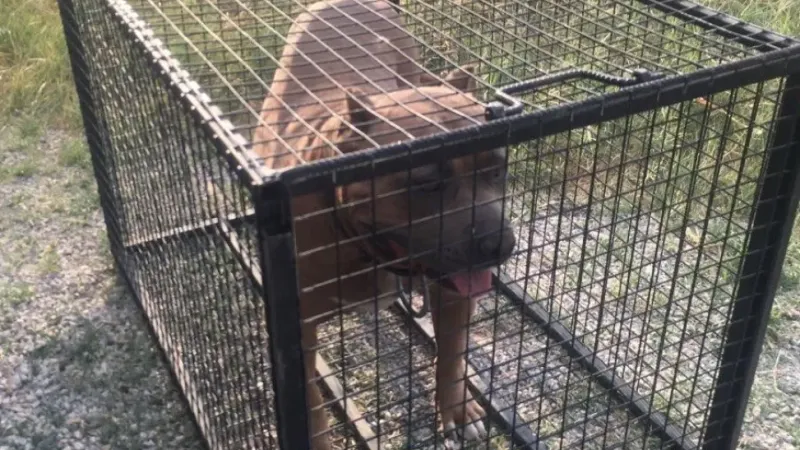 Pitbull cinsi köpek bulunduran şahsa 52 bin 924 TL ceza