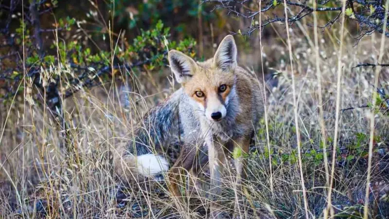 “Yaban hayvanları zararsız” dediği anda tilkinin saldırısına uğradı