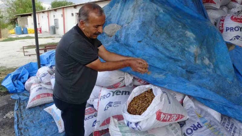 Kayısıya alternatif olarak yetiştirdiği bademlerden yüksek verim elde etti