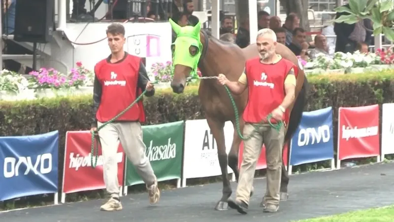 Kendilerinden önce fiyatları koştu, safkan 30 taydan sadece 3’ü satıldı