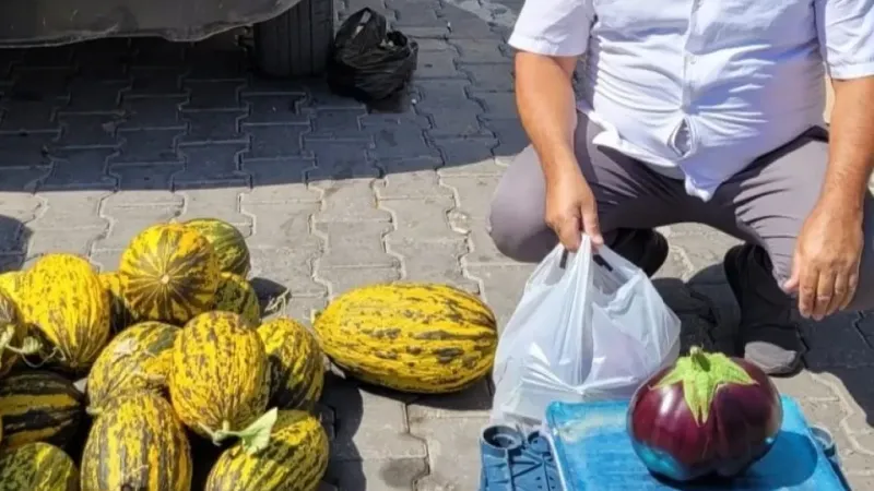 Karpuz gibi patlıcan: 1.5 kilo ağırlığında