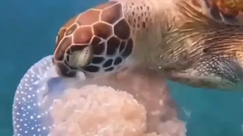 Caretta carettanın deniz anasını yediği görüntülerle denizi kirletenlere ’çevre’ mesajı