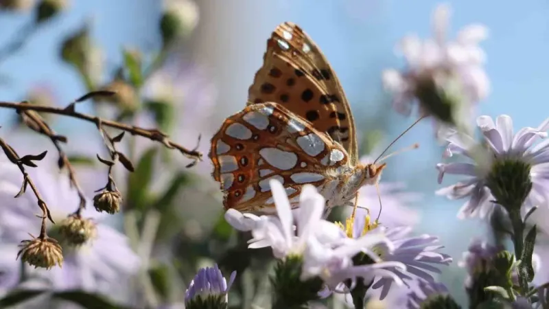 Ilgaz Dağı’nda ‘İspanyol kraliçesi’ görüntülendi