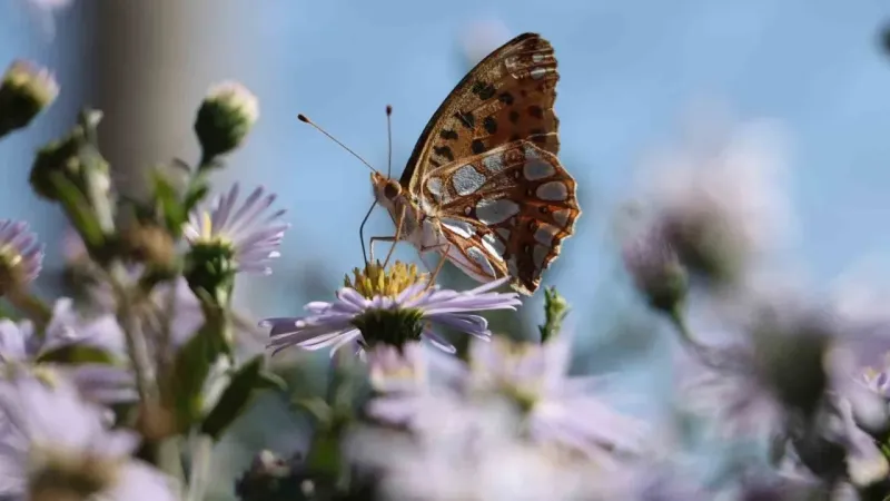 Ilgaz Dağı’nda ‘İspanyol kraliçesi’ görüntülendi