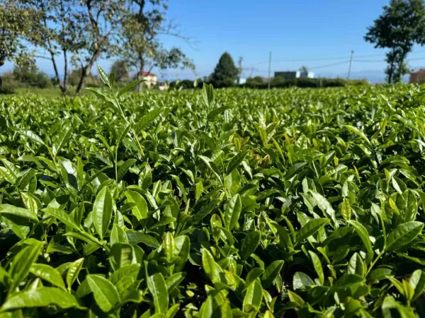 Yağışlar sonrası güneş açtı, çayda 4. sürgün gözüktü