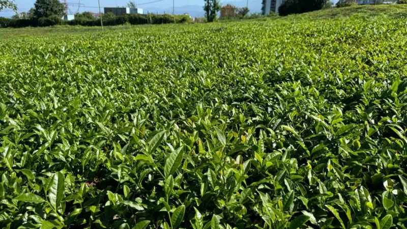 Yağışlar sonrası güneş açtı, çayda 4. sürgün gözüktü