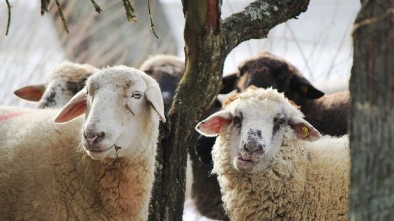 2025 yılı vekaletle kurban kesim bedeli belli oldu