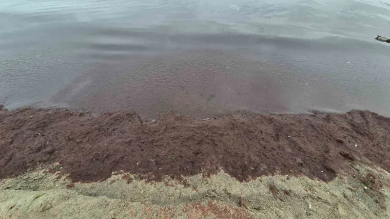 Marmara Denizi’nin Tekirdağ kıyılarında kızıl yosun istilası