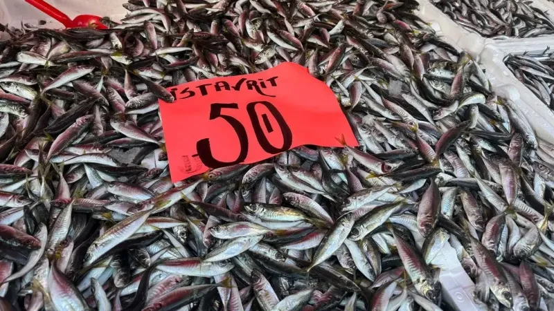 Hamsi ve istavrit yüz güldürdü