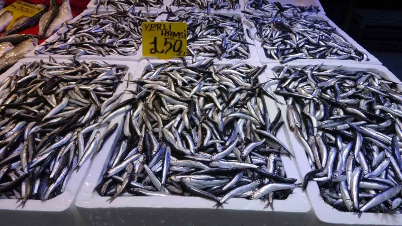 Hamsi fiyatlarında artış yaşanıyor