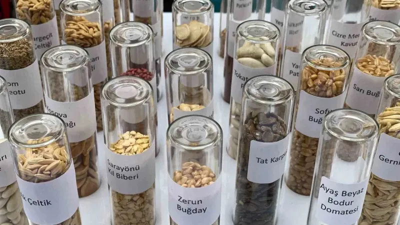 Tarım Kredi Kooperatiflerinde ata tohumu dönemi başlıyor