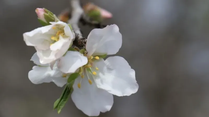 Yılın ilk cemresi düşecek