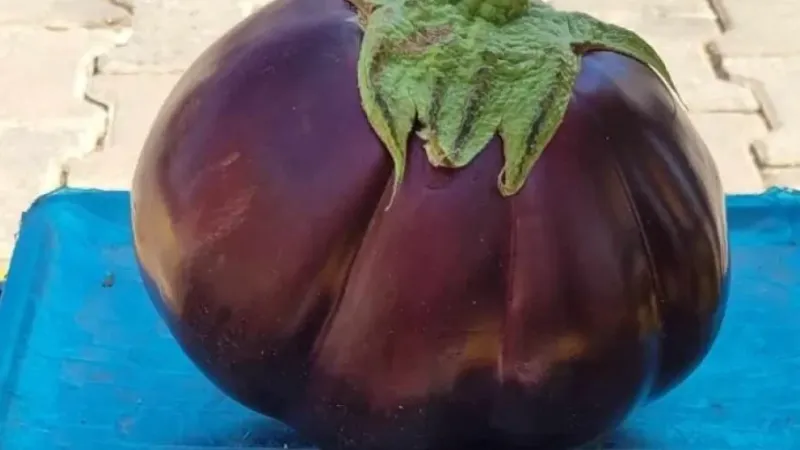 Karpuz gibi patlıcan