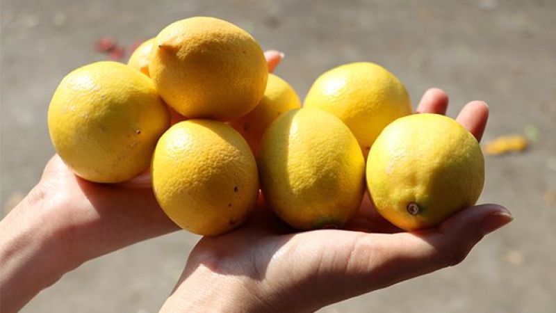 İstanbul’da Nisan ayında en çok limon pahalandı