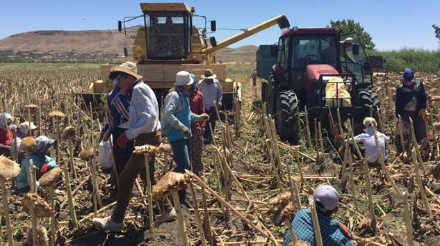 Tadım’dan yerli ay çekirdeği için çiftçiye sürdürülebilir üretim desteği