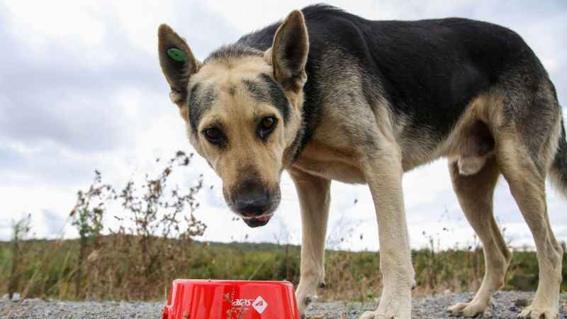 Kışın hayvanlarda açlık stres ve hipotermiye sebep oluyor