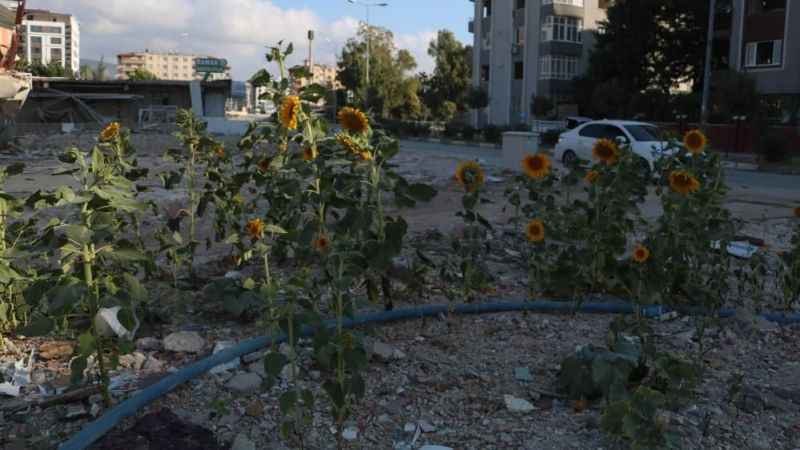 Enkazdan umut yeşerdi
