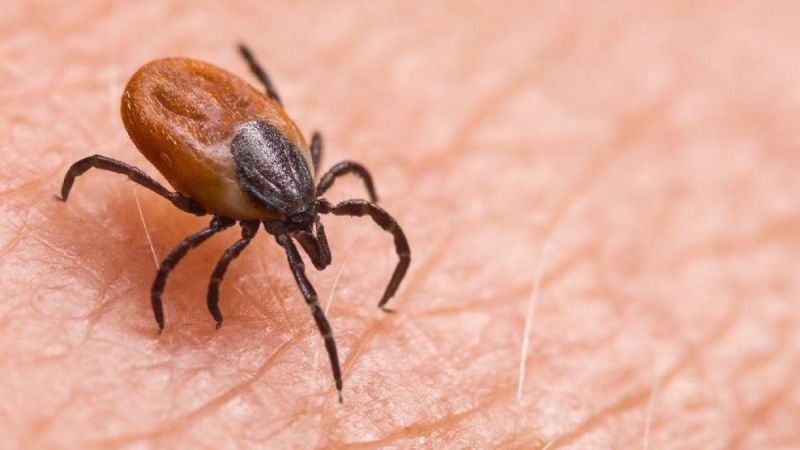 Keneden gelen tehlike: KKKA vakaları artışta