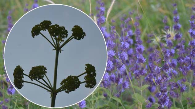 Fotoğraf tutkunları Şırnak yaylalarına koştu