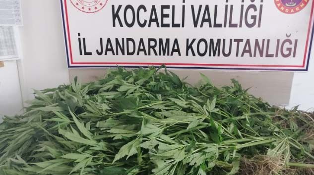 Yaşlı kadının 30 yıldır kullanmadığı araziyi uyuşturucu tarlasına çevirdiler
