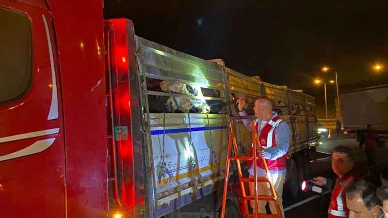 İstanbul'a kurbanlık hayvan girişleri başladı