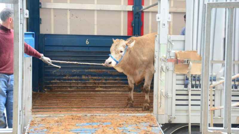 Kurban kesecekler dikkat!