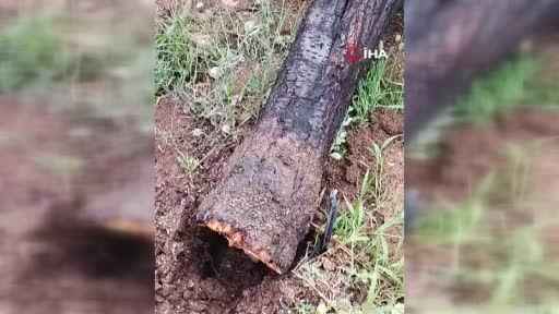 Elazığ’da kuvvetli fırtına ağaçları yerinden söktü