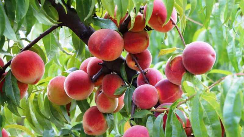 Mardin'de şeftali hasadı başladı: 40 ton rekolte bekleniyor